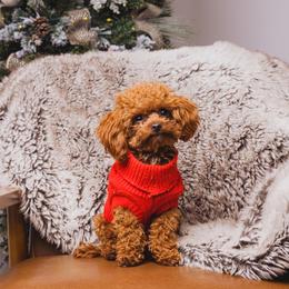 Cooper - Poodle