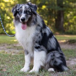 Rebel - Blue merle male Miniature Australian Shepherd puppy in Lacombe, Louisiana from Indigo River Toy & Mini Aussies
