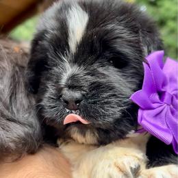 Ms. Purple (Eve) - Black female Newfoundland puppy in Marysville, Washington from Black Lions Newfoundlands