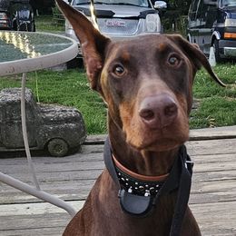 Doberman Pinschers from Heyne Kennels