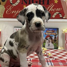 Roan - Harlequin Great Dane puppy in Brandon Township, Michigan from DuBord Great Danes