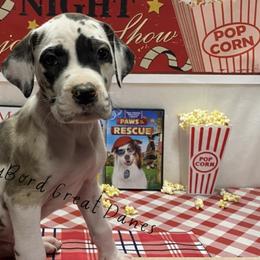 Roan - Harlequin Great Dane puppy in Brandon Township, Michigan from DuBord Great Danes