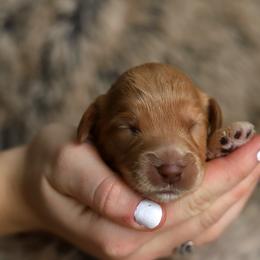 Light Blue - Caramel female Australian Labradoodle puppy in Williamstown, New York from Lewis Manor Labradoodles