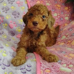 Jenny - Brown female Poodle puppy in Calhoun, Georgia from Johnson Kennels
