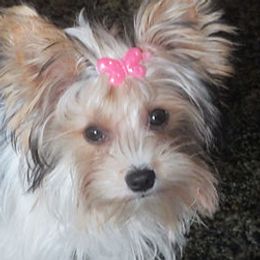 Annabella - Yorkshire Terrier