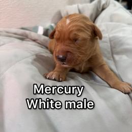 Mercury - Golden male Golden Retriever puppy in Salt Lake City, Utah from Soaring golden retrievers
