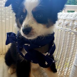 Miniature Australian Shepherds and Toy Australian Shepherds from Garretts Green Acres