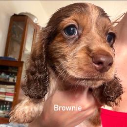 Brownie - Piebald male Dachshund puppy in Lakecreek, Oregon from Forever Doxie