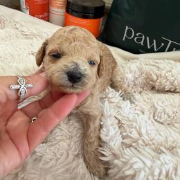 Liberty - Apricot female Goldendoodle puppy in Cherry Tree, Pennsylvania from Plum Creek Acres Next Generation