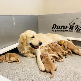 Miss Green - Golden female Golden Retriever puppy in Carmichael, California from Sadie Lane Family Goldens