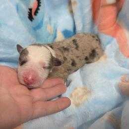 Winston - Red merle male Border Collie puppy in Gary, Indiana from Lake Ridge Border Collies