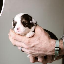 Queen - Black and tan female Pembroke Welsh Corgi puppy in South Otselic, New York from Ridge Top Corgis