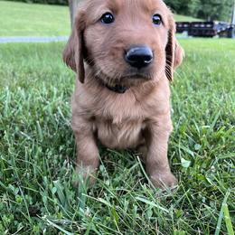 Dachshund and Golden Retriever Puppies from HS Goldens