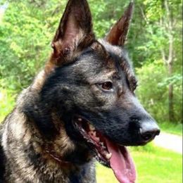 Peanut - German Shepherd