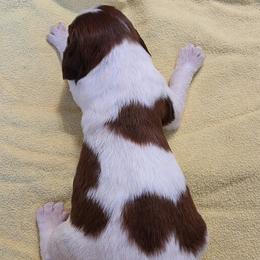 Ginger - Liver white and roan female English Springer Spaniel puppy in Florida from Thunderbird Springers