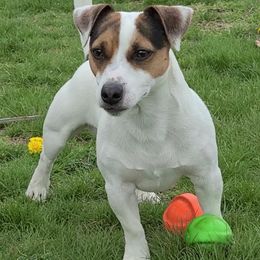Russell Terriers from Provenance Farm