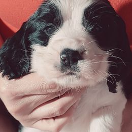 English Springer Spaniel Puppies from Savannah River Springers