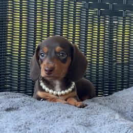 Girl 1 - Chocolate and tan female Dachshund puppy in Choccolocco, Alabama from Ace’s Doxies