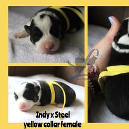Yellow collar - Black and tan female Pembroke Welsh Corgi puppy in Wayne City, Illinois from Lash Livestock & Corgis