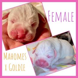 Female - White female Boxer puppy in Butler, Pennsylvania from Schaible's Boxer Huddle