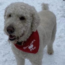 Goldendoodles and Poodles from Emerald Oak Acres