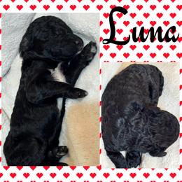 Luna (Girl 1) - Black female Goldendoodle puppy in Ankeny, Iowa from Iowadoodles2love