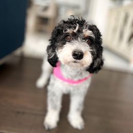 Diamond  - Bernedoodle