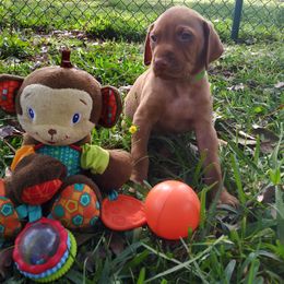 Vizsla Puppies from Char's Vizslas