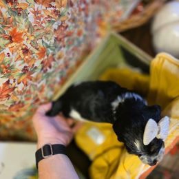 Ivy - Tri-Roan female English Springer Spaniel puppy in Cookeville, Tennessee from Krossroads Kennel