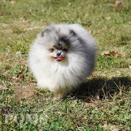 Link - Blue merle male Pomeranian puppy in Kingston, Georgia from Southern Charm Poms