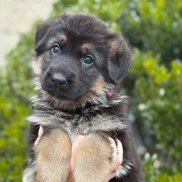 Skittles - Black and tan female German Shepherd puppy in Warwick, Rhode Island from Karma Kennels