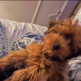 Biewer Terrier, Yorkipoo, and Yorkshire Terrier Puppies from Tiny Paws Luxury Pets