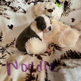 Noodle Blue boy three - Seal and white male Boston Terrier puppy in Brown City, Michigan from Mae Boston Terriers