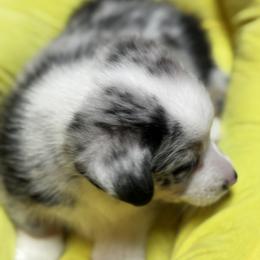 American Corgi and Pembroke Welsh Corgi Puppies from Low Riders Corgis & Mini Aussies