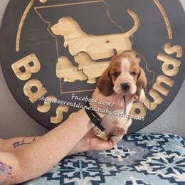 Purple collar - Mahogany and white female Basset Hound puppy in Alton, Illinois from Show Me Great Danes and Basset Hounds