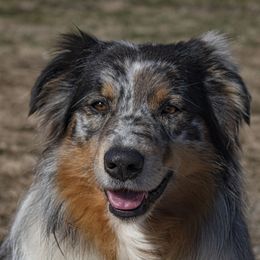 Merle  - Australian Shepherd