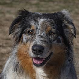Merle  - Australian Shepherd