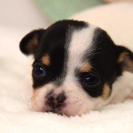 Patty - Black and white female Chihuahua puppy in Clinton, Missouri from RockyTop Hearts