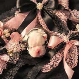 Black n White Face Lady - Black and white female Boston Terrier puppy in San Antonio, Texas from JT Bostons