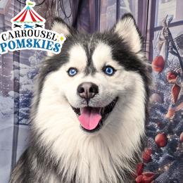 Corbin - Pomsky