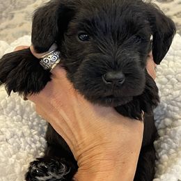Miniature Schnauzer Puppies from Black Gold Miniature Schnauzers