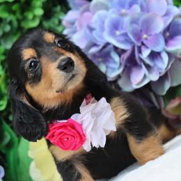 Raven - Black and tan female Dachshund puppy in Woodbine, Georgia from Bowdachs Cream Pies