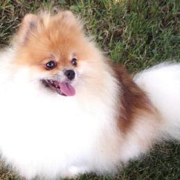 Style - Pomeranian