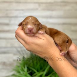 Navy - Apricot male Goldendoodle puppy in St George, Utah from Picture Perfect Doodles