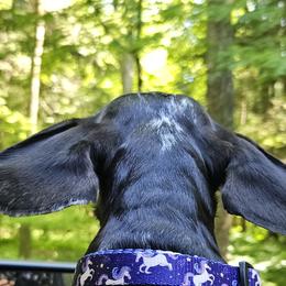 Dachshunds from Wicked Hollow Weenies