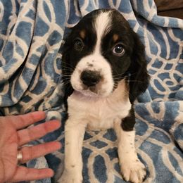 Blue collar - Black white and tan male English Springer Spaniel puppy in Anderson, South Carolina from Hembree Creek Springers