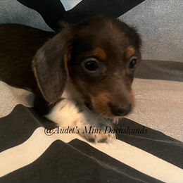 Blue - blue and tan piebald - Blue and tan male Dachshund puppy in East Dover, Vermont from Audet’s Mini Dachshunds