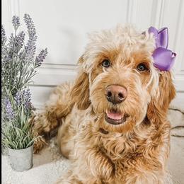 Skipper - Goldendoodle