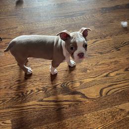 Puppy 4 - Lilac male Boston Terrier puppy in Howell, New Jersey from Bill's Baby Bostons