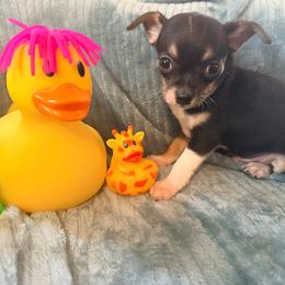 Darin AKC - Black and tan male Chihuahua puppy in Seneca, Missouri from Stephanie’s Puppy Colony